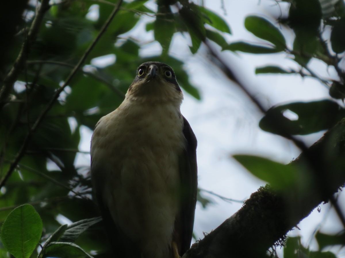 Bicolored Hawk - ML642897331
