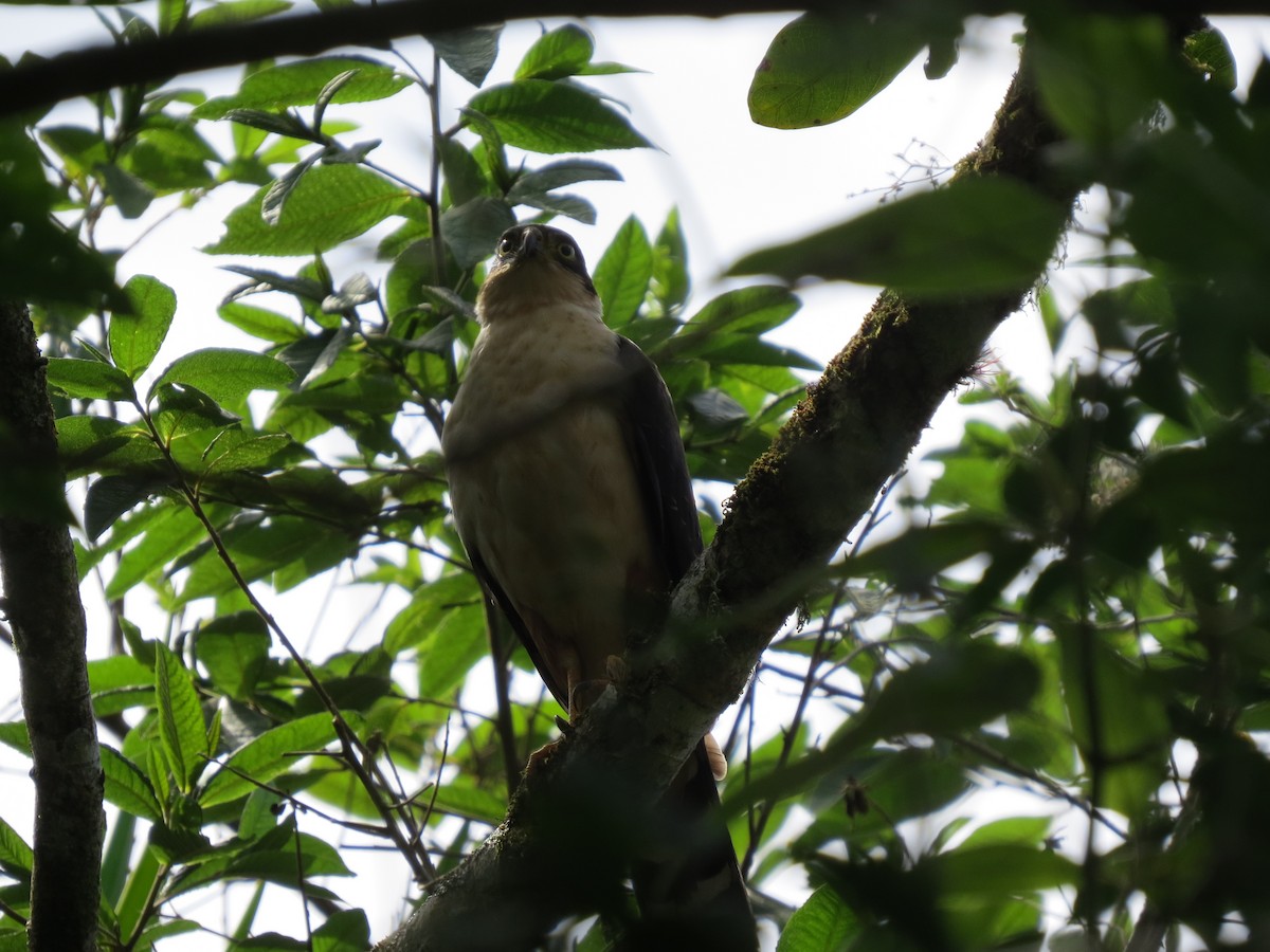 Bicolored Hawk - ML642897332