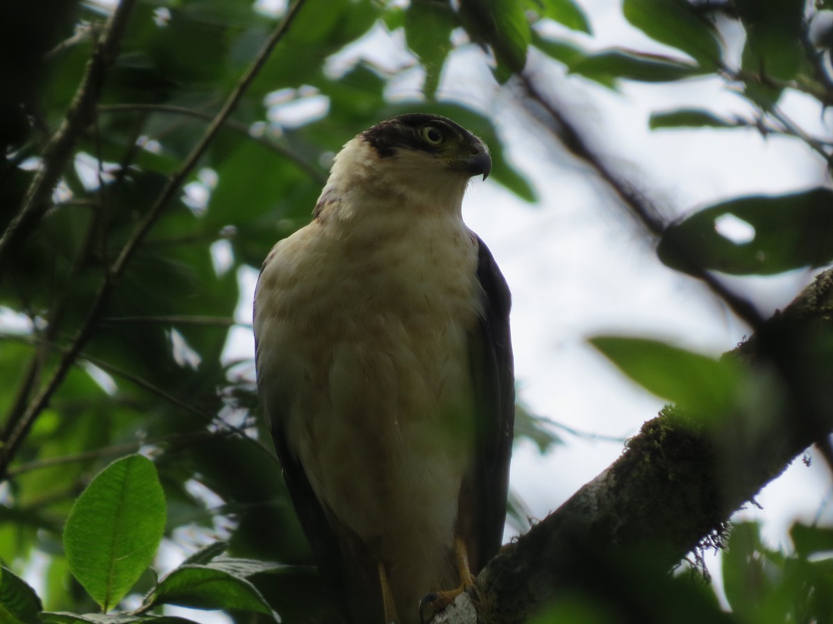 Bicolored Hawk - ML642897333