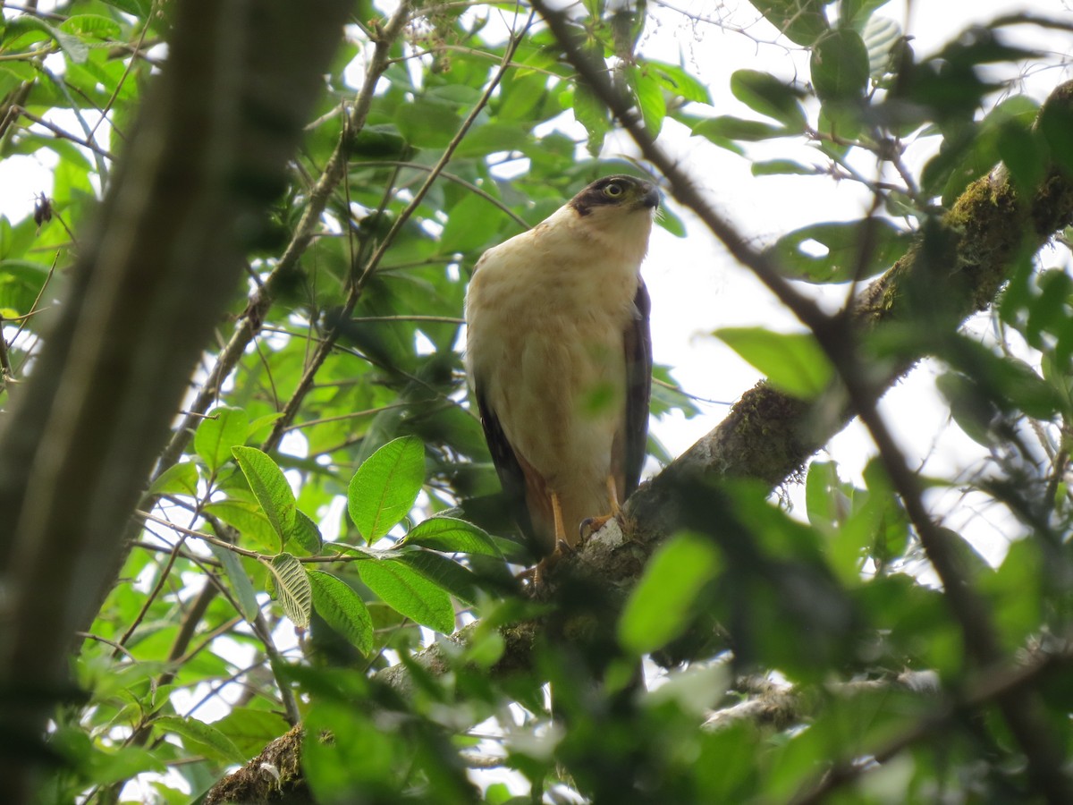 Bicolored Hawk - ML642897334