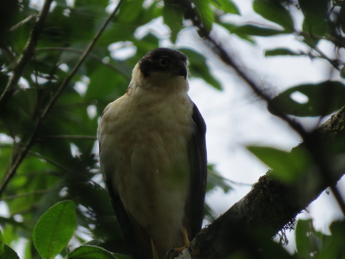 Bicolored Hawk - ML642897335