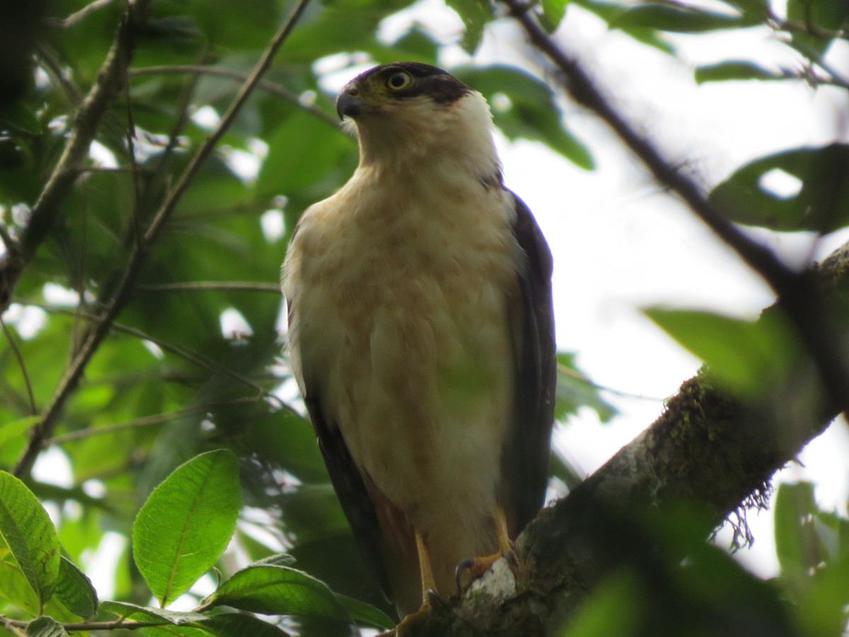 Bicolored Hawk - ML642897336