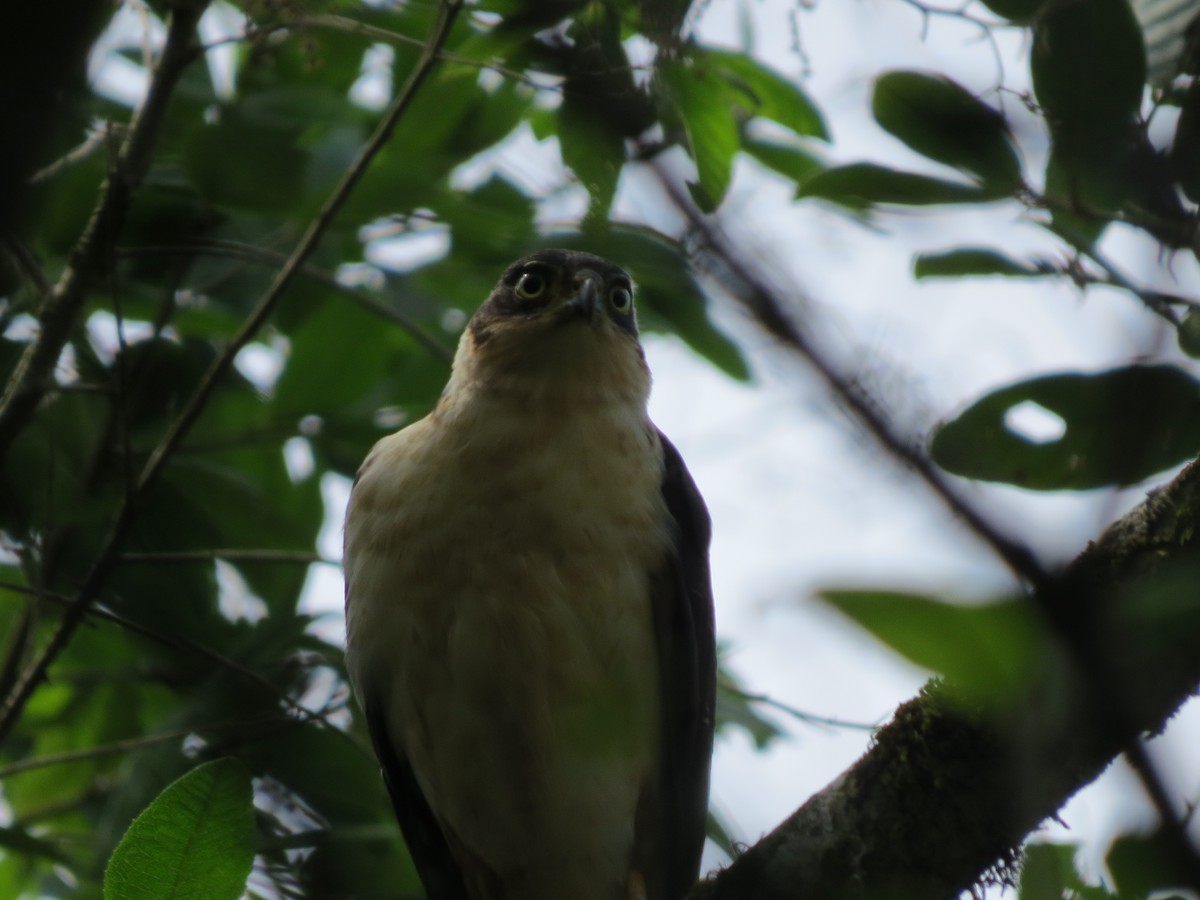 Bicolored Hawk - ML642897337