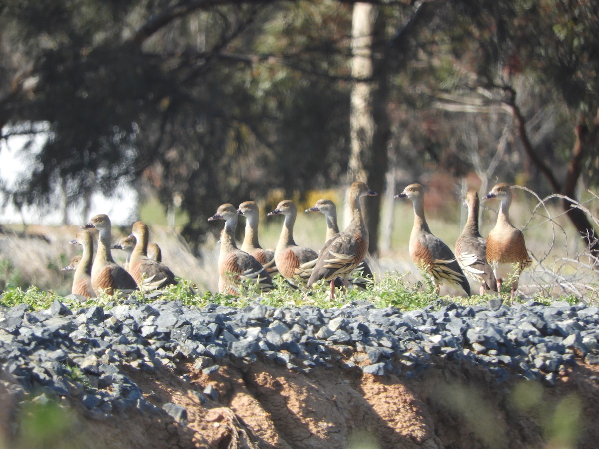 Plumed Whistling-Duck - ML642897338