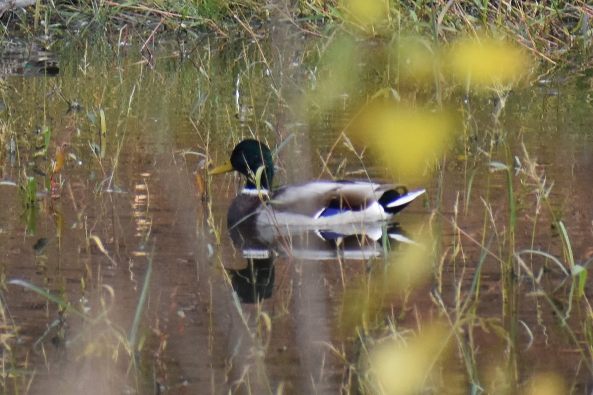 Mallard - ML642897339