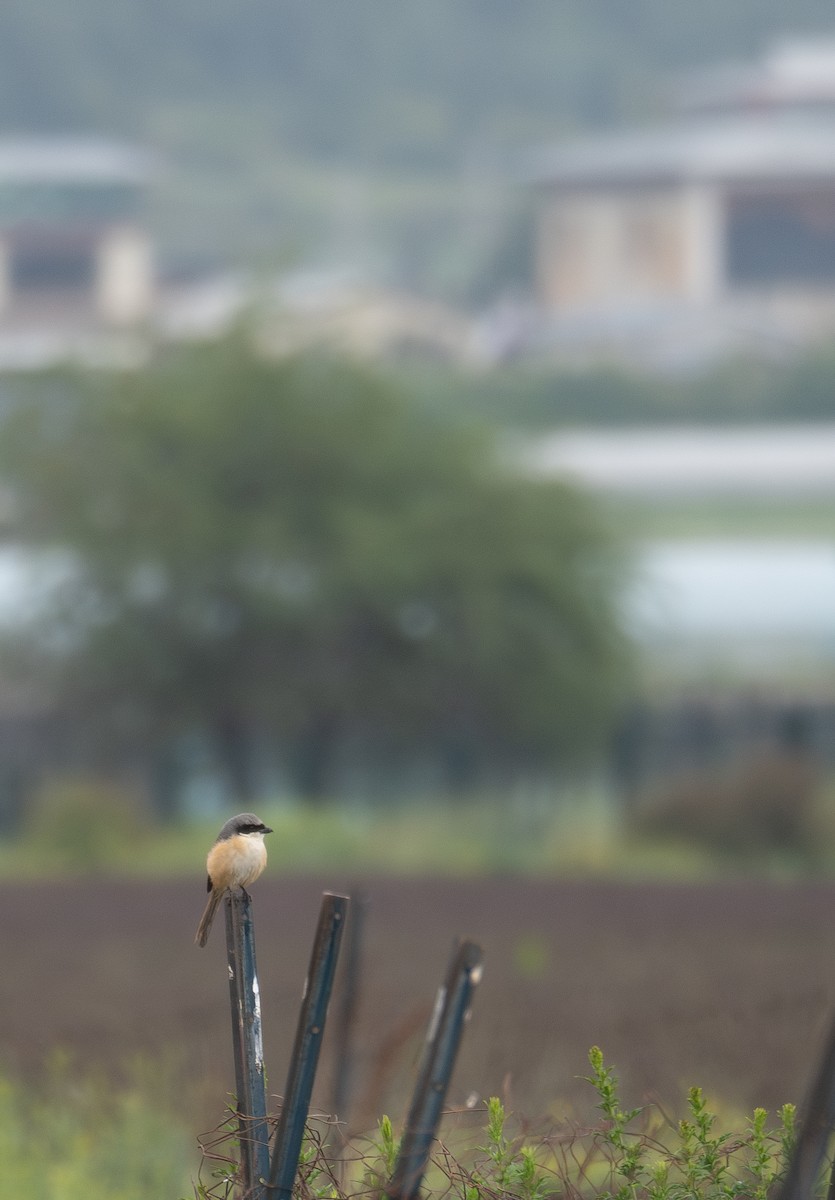 Gray-backed Shrike - ML642897341