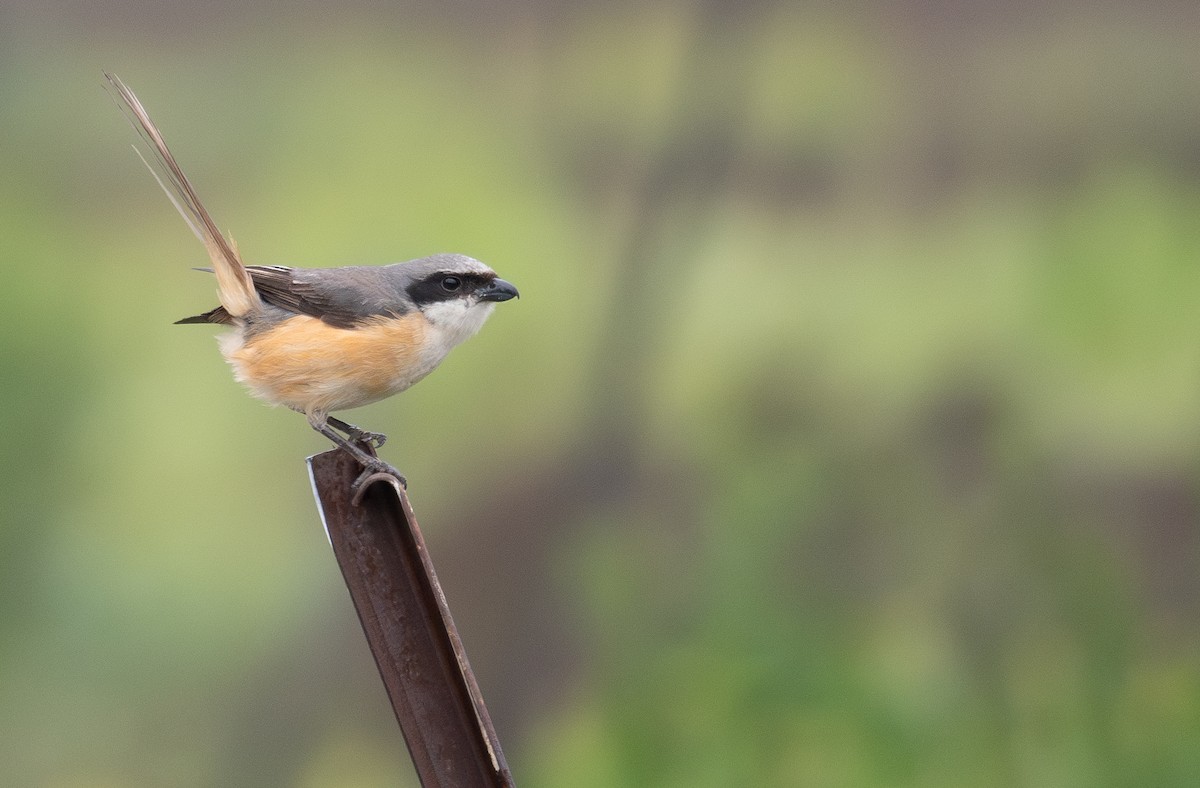Gray-backed Shrike - ML642897342