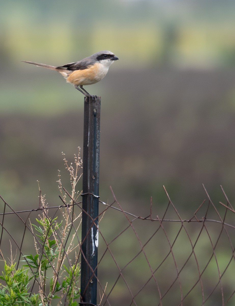 Gray-backed Shrike - ML642897343