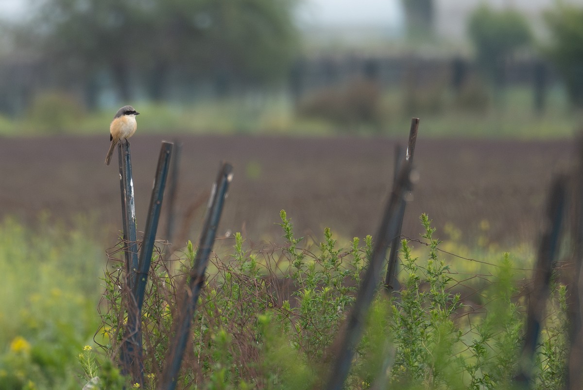 Gray-backed Shrike - ML642897344