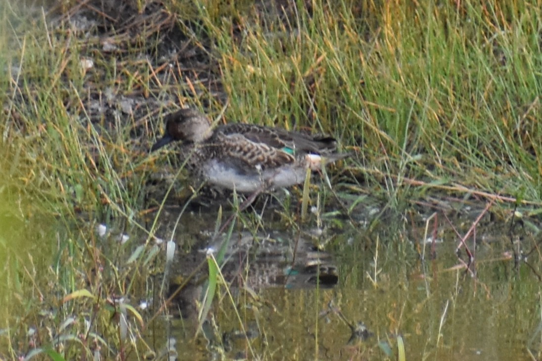 Green-winged Teal - ML642897345
