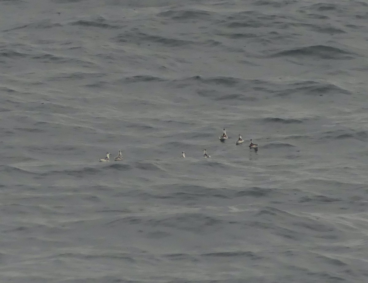 Red-necked Phalarope - ML642897347