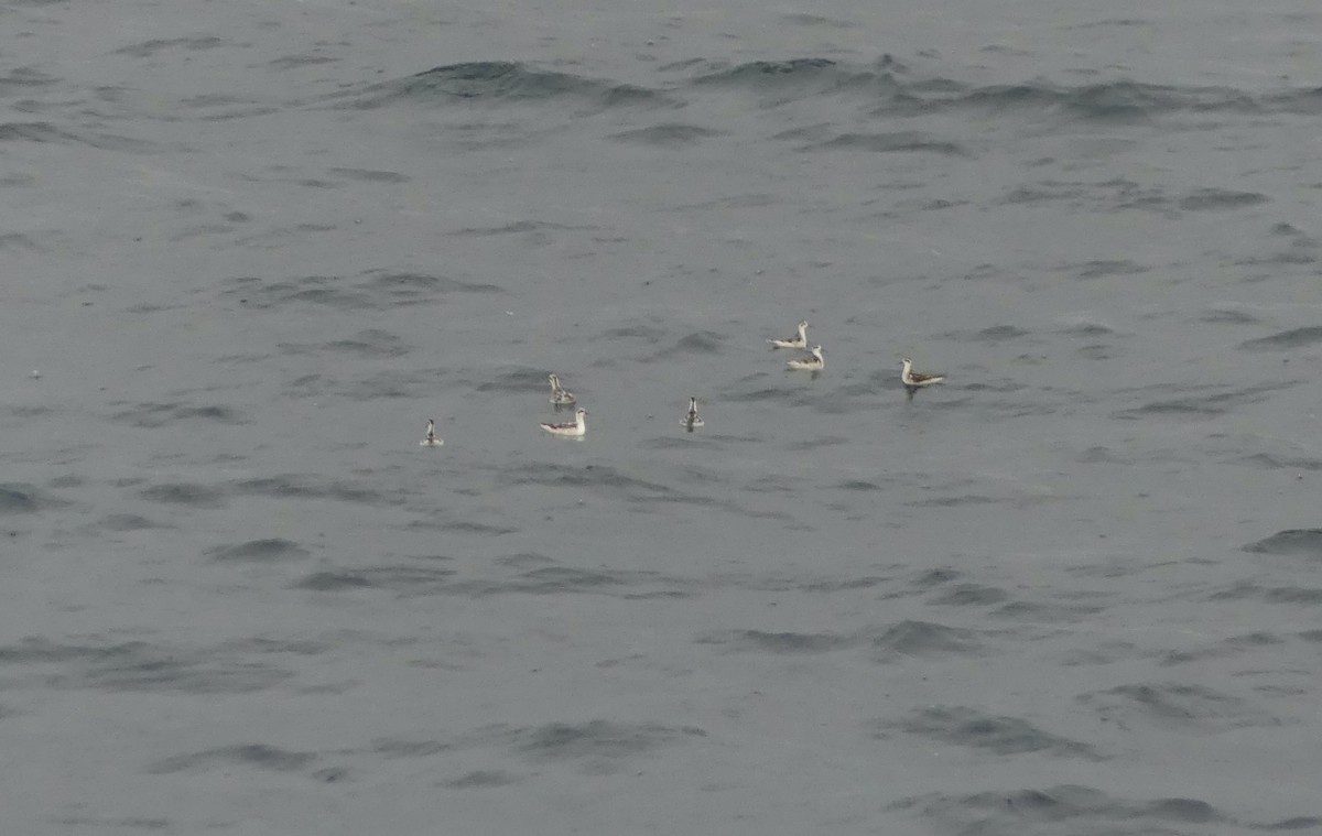 Red-necked Phalarope - ML642897348