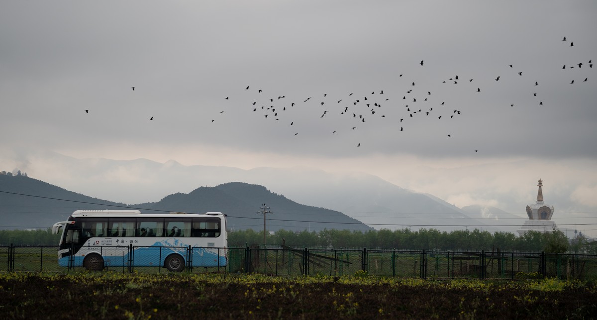 ベニハシガラス - ML642897358