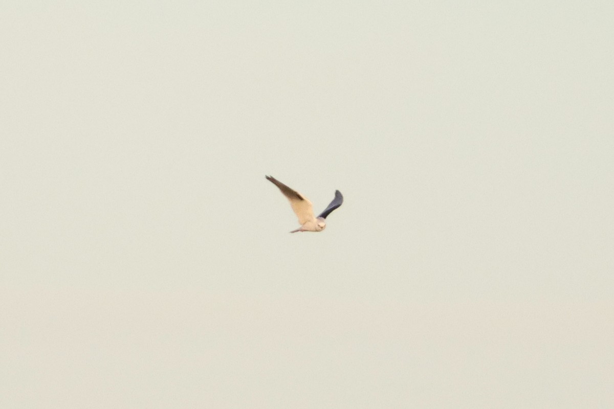 Black-shouldered Kite - ML642897360