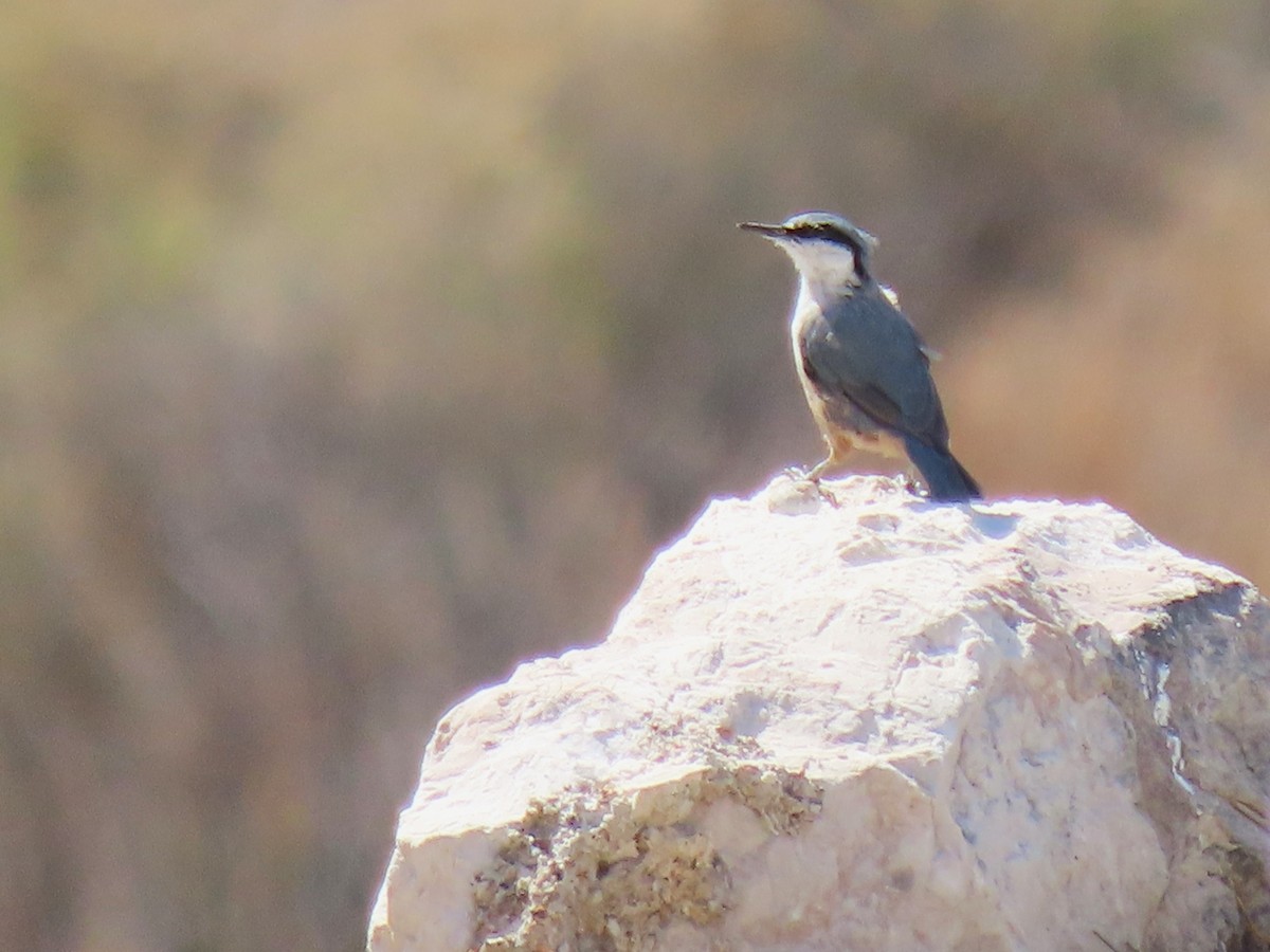 Western Rock Nuthatch - ML642897374