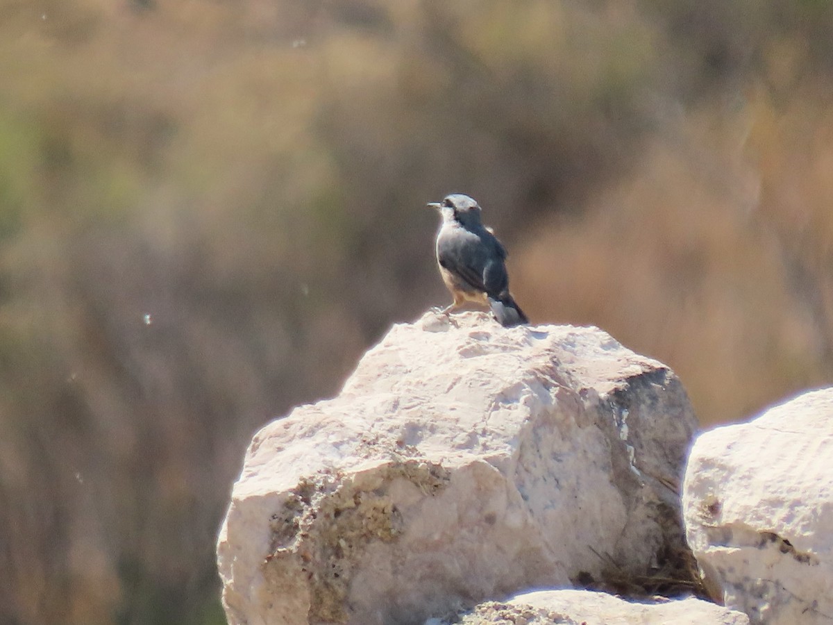 Western Rock Nuthatch - ML642897384