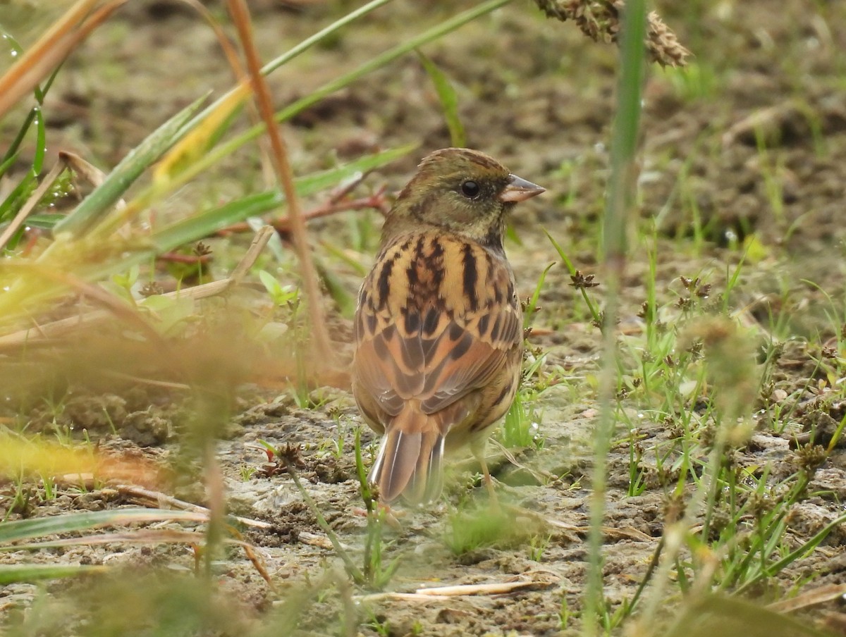 Black-faced Bunting - ML642897387