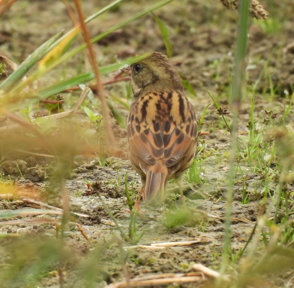Black-faced Bunting - ML642897388