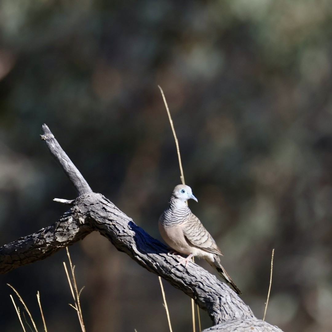 Peaceful Dove - ML642897390