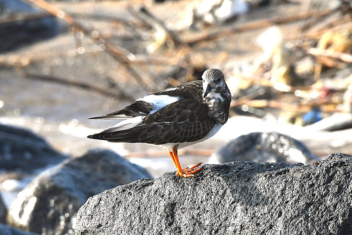 Ruddy Turnstone - ML642897414