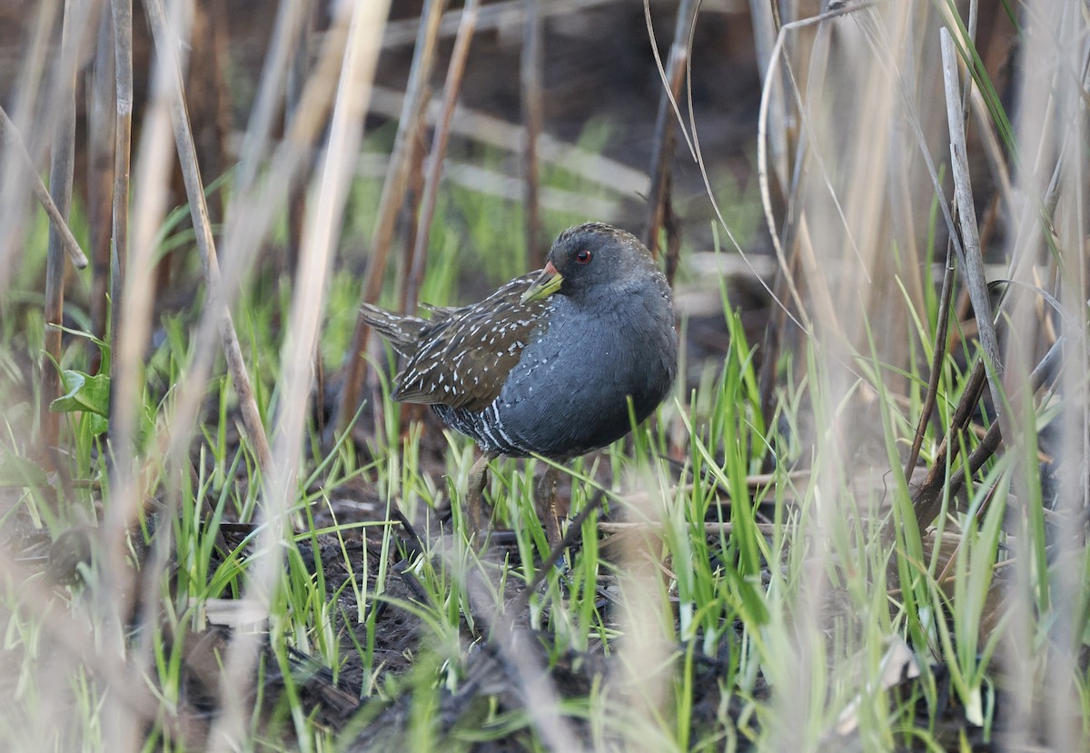 Australian Crake - ML642897420