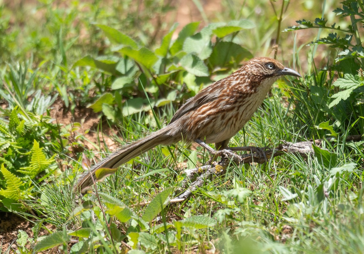 Chinese Babax - ML642897436