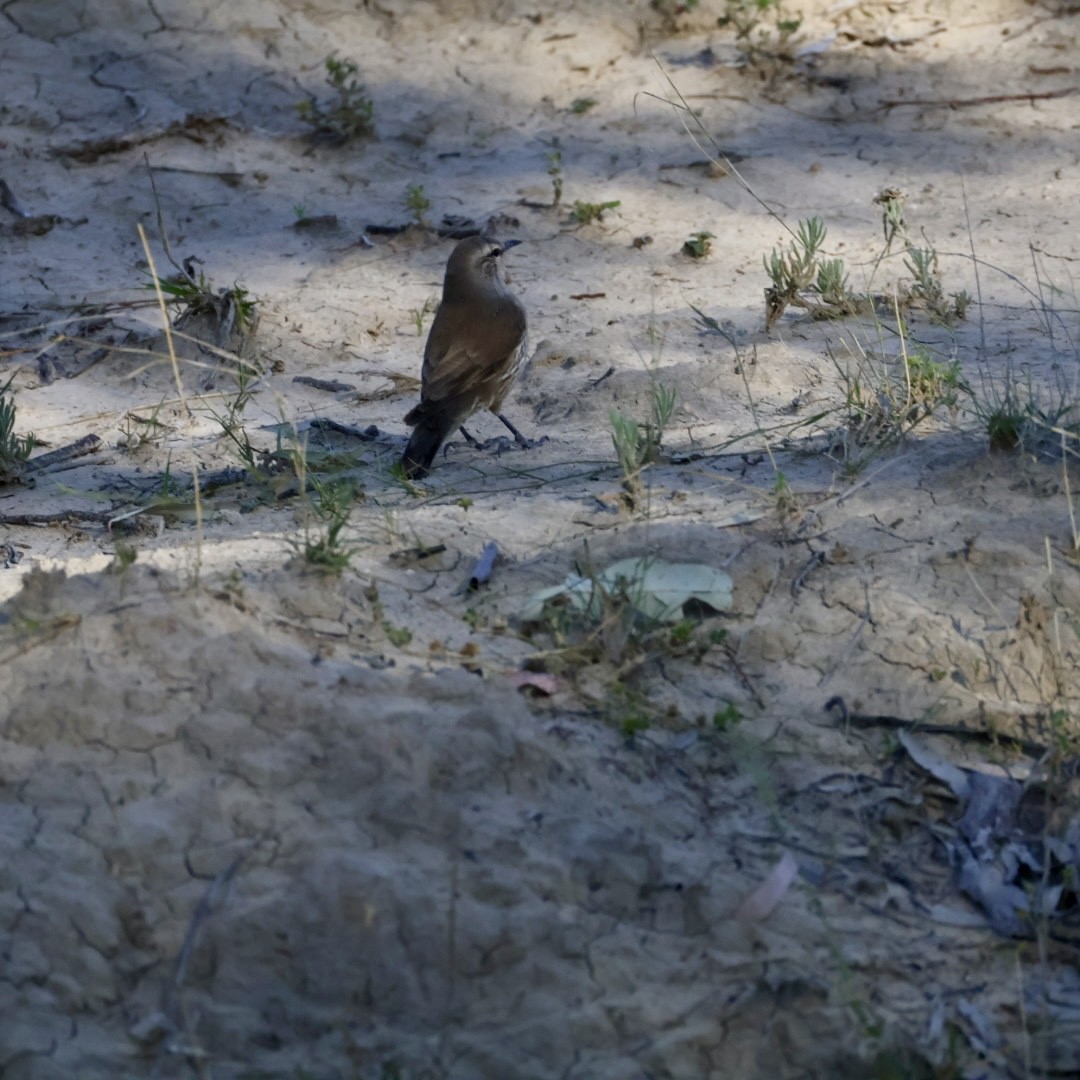 Brown Treecreeper - ML642897439