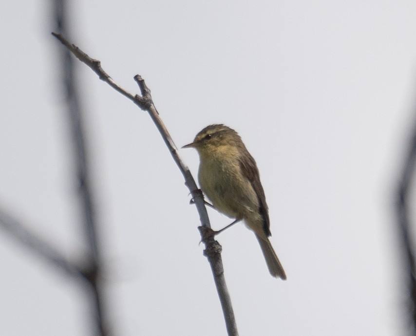 Buff-throated Warbler - ML642897444