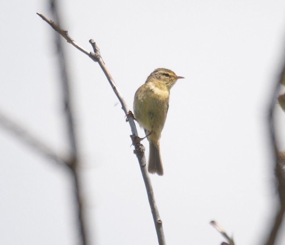 Buff-throated Warbler - ML642897445