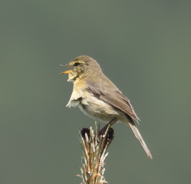 Buff-throated Warbler - ML642897446