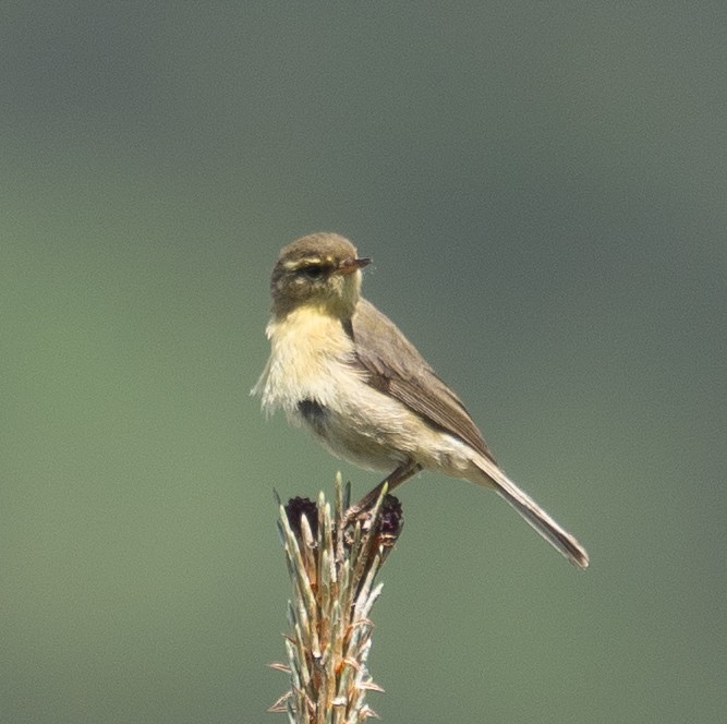 Buff-throated Warbler - ML642897447