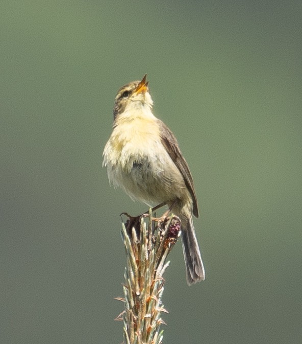 Buff-throated Warbler - ML642897448