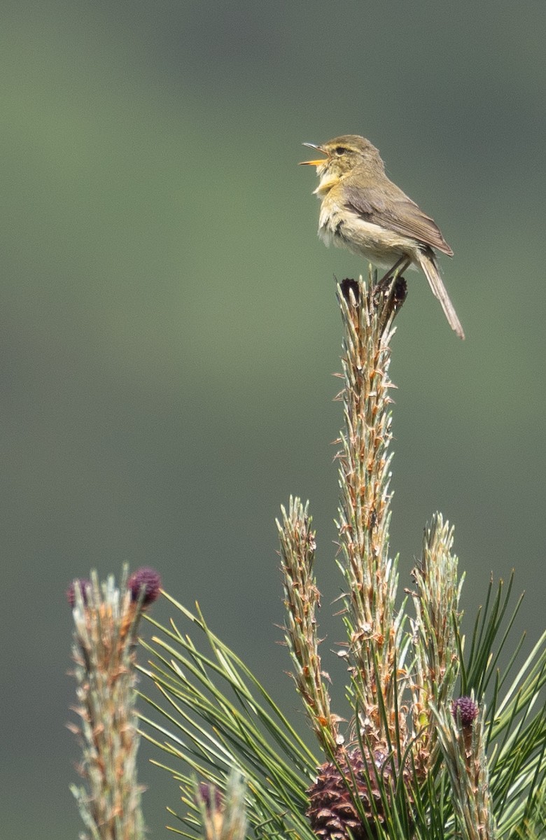 Buff-throated Warbler - ML642897449