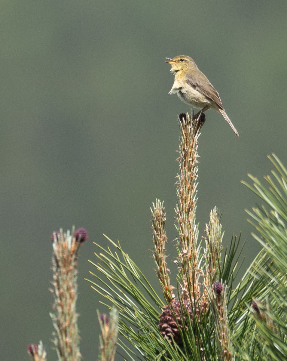 Buff-throated Warbler - ML642897450