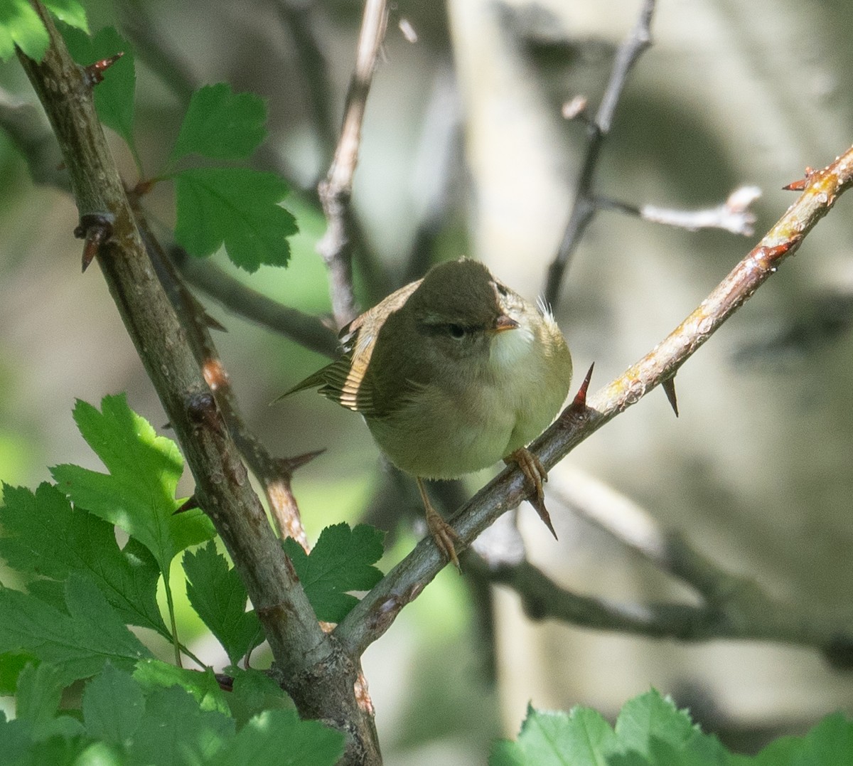 Yellow-streaked Warbler - ML642897452