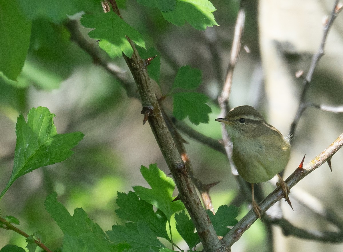Yellow-streaked Warbler - ML642897453