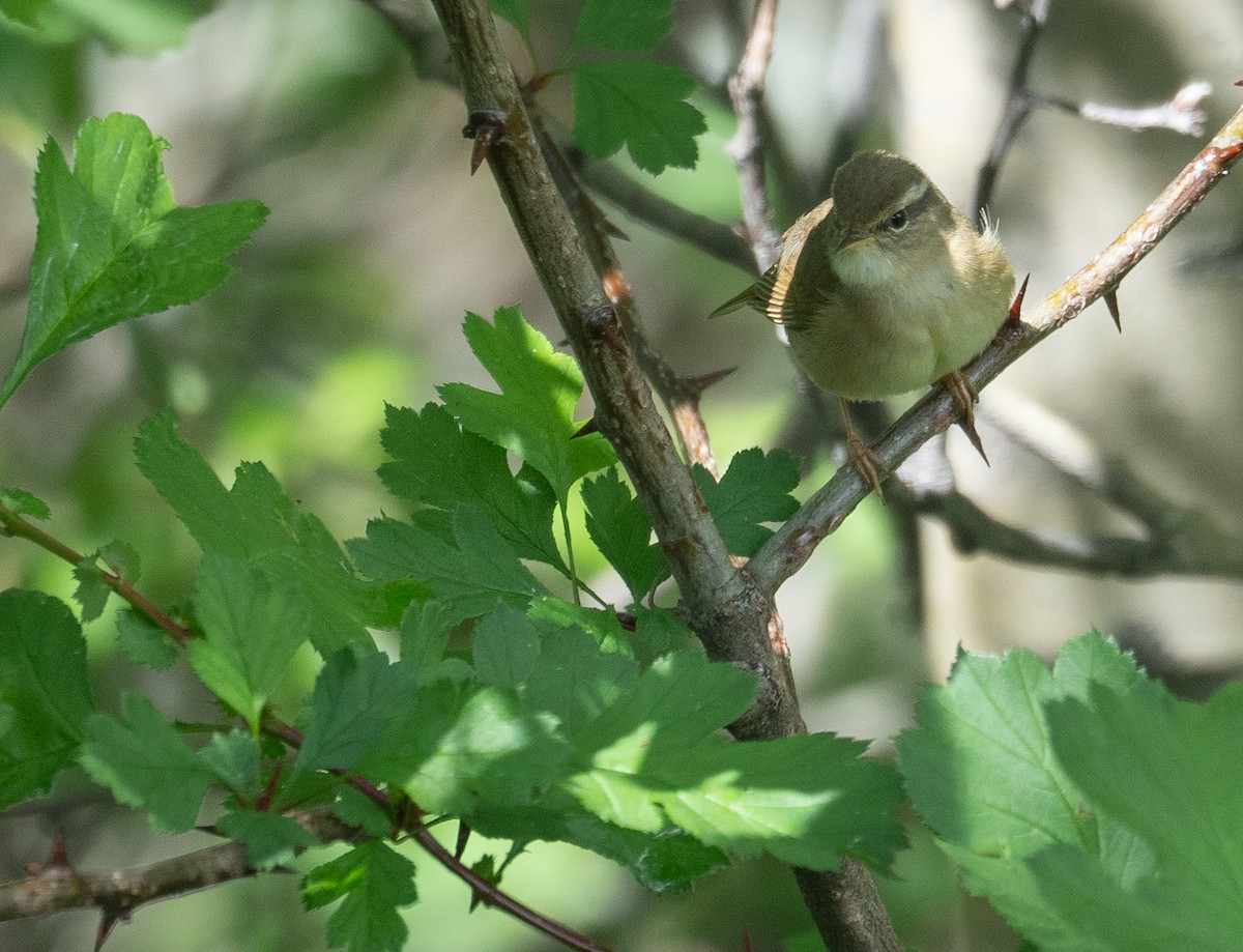Yellow-streaked Warbler - ML642897454