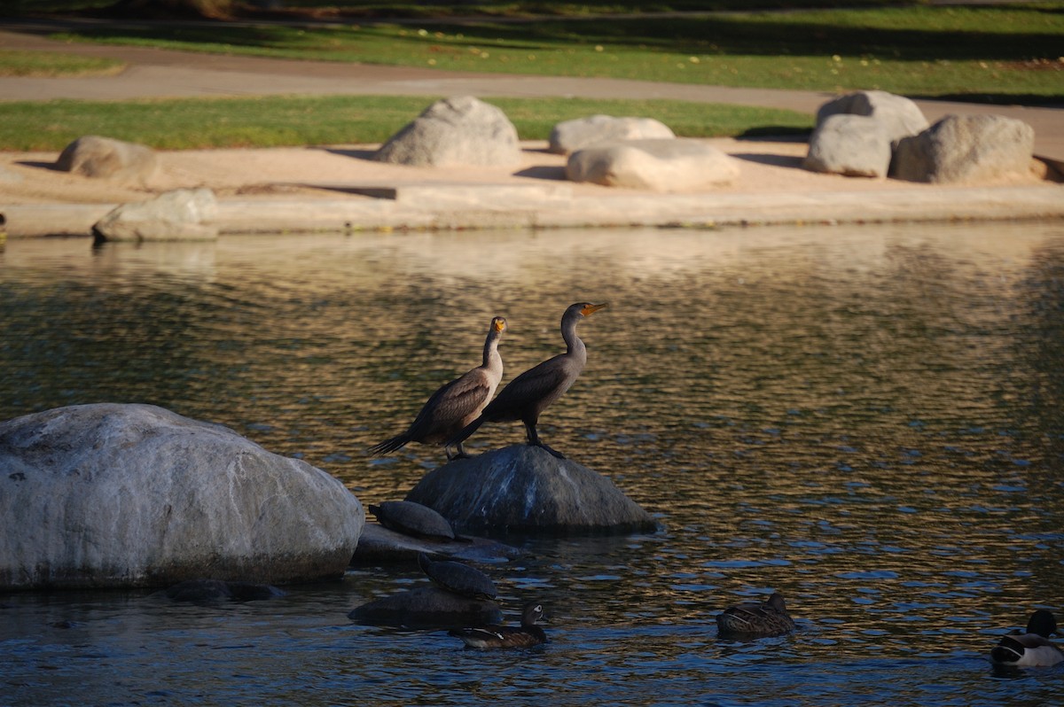 Cormoran à aigrettes - ML642897478