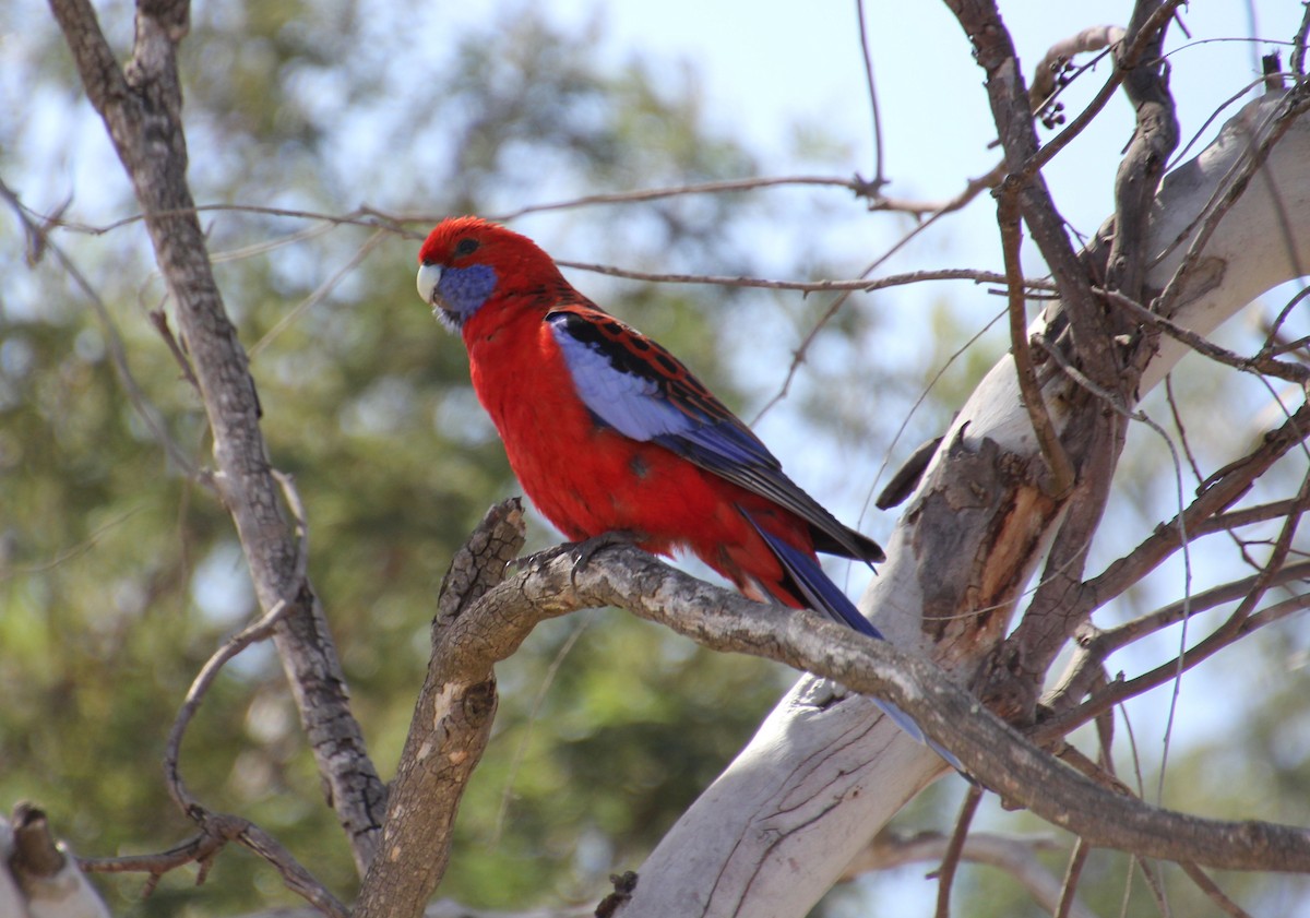 アカクサインコ - ML642897490