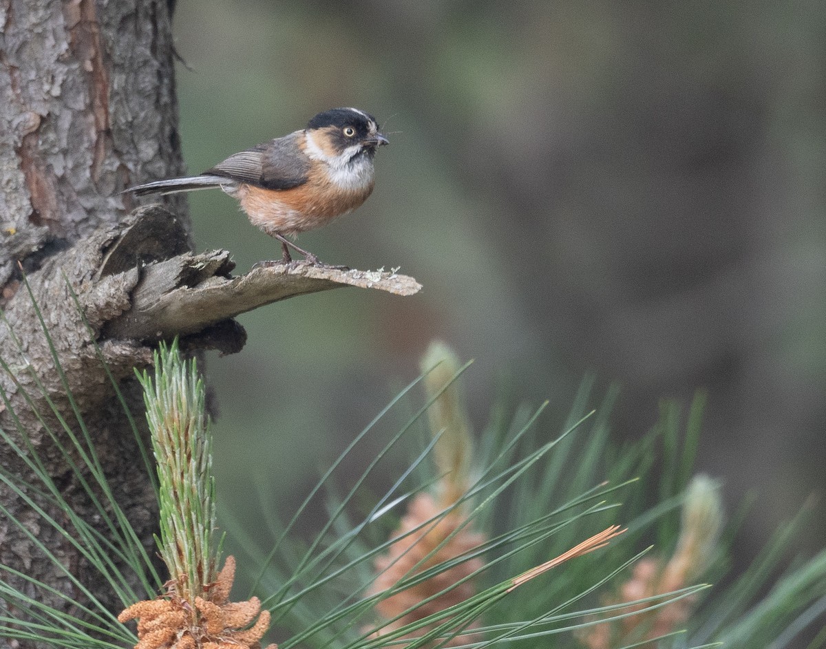 Black-browed Tit - ML642897492