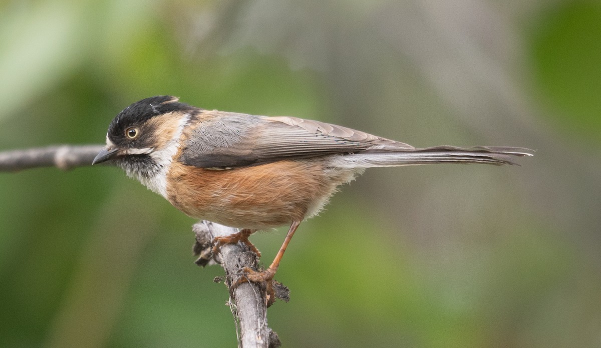 Black-browed Tit - ML642897493