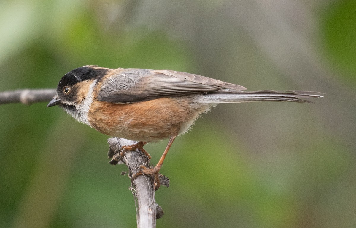 Black-browed Tit - ML642897494