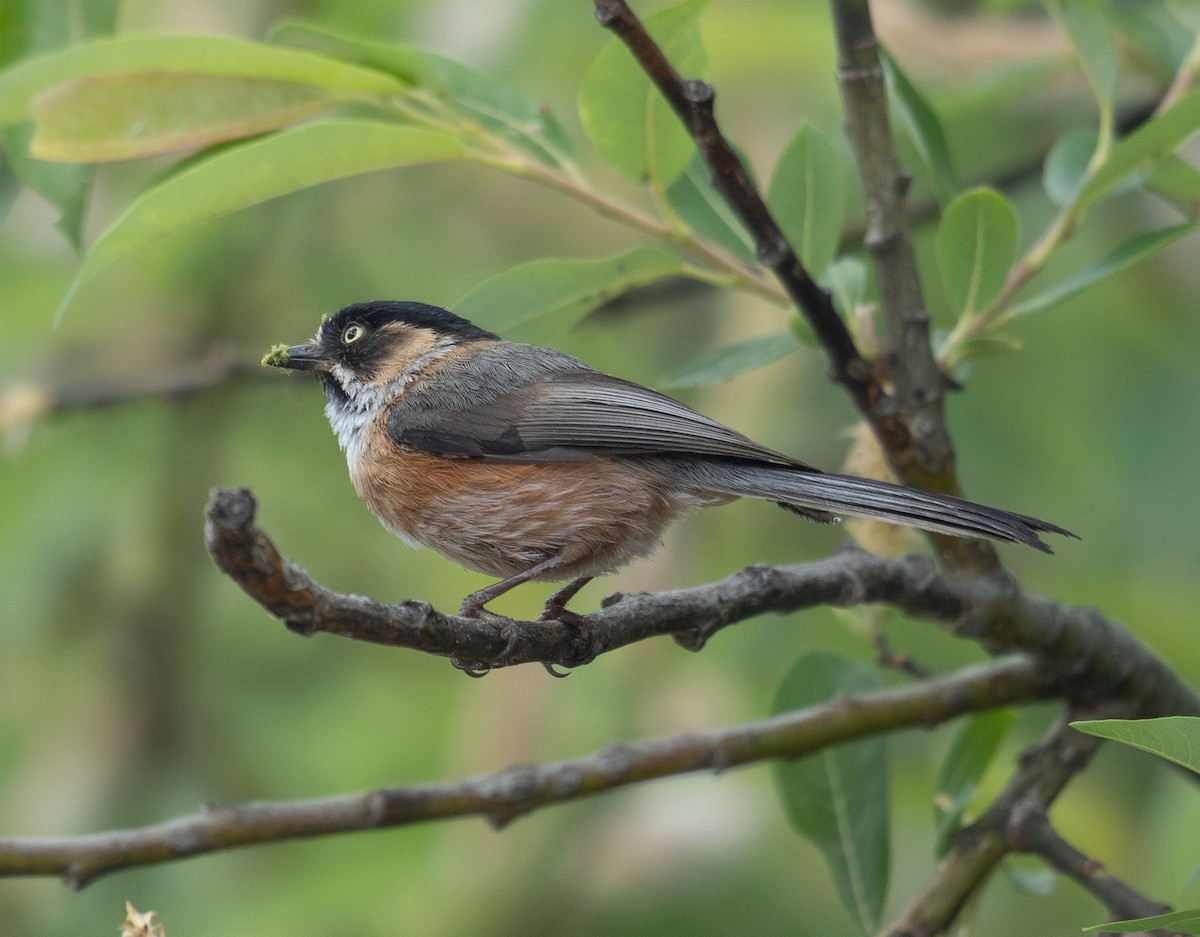 Black-browed Tit - ML642897496