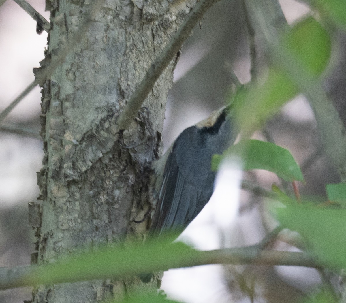 Chestnut-vented Nuthatch - ML642897497