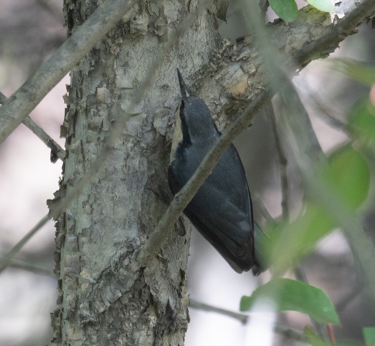 Chestnut-vented Nuthatch - ML642897498