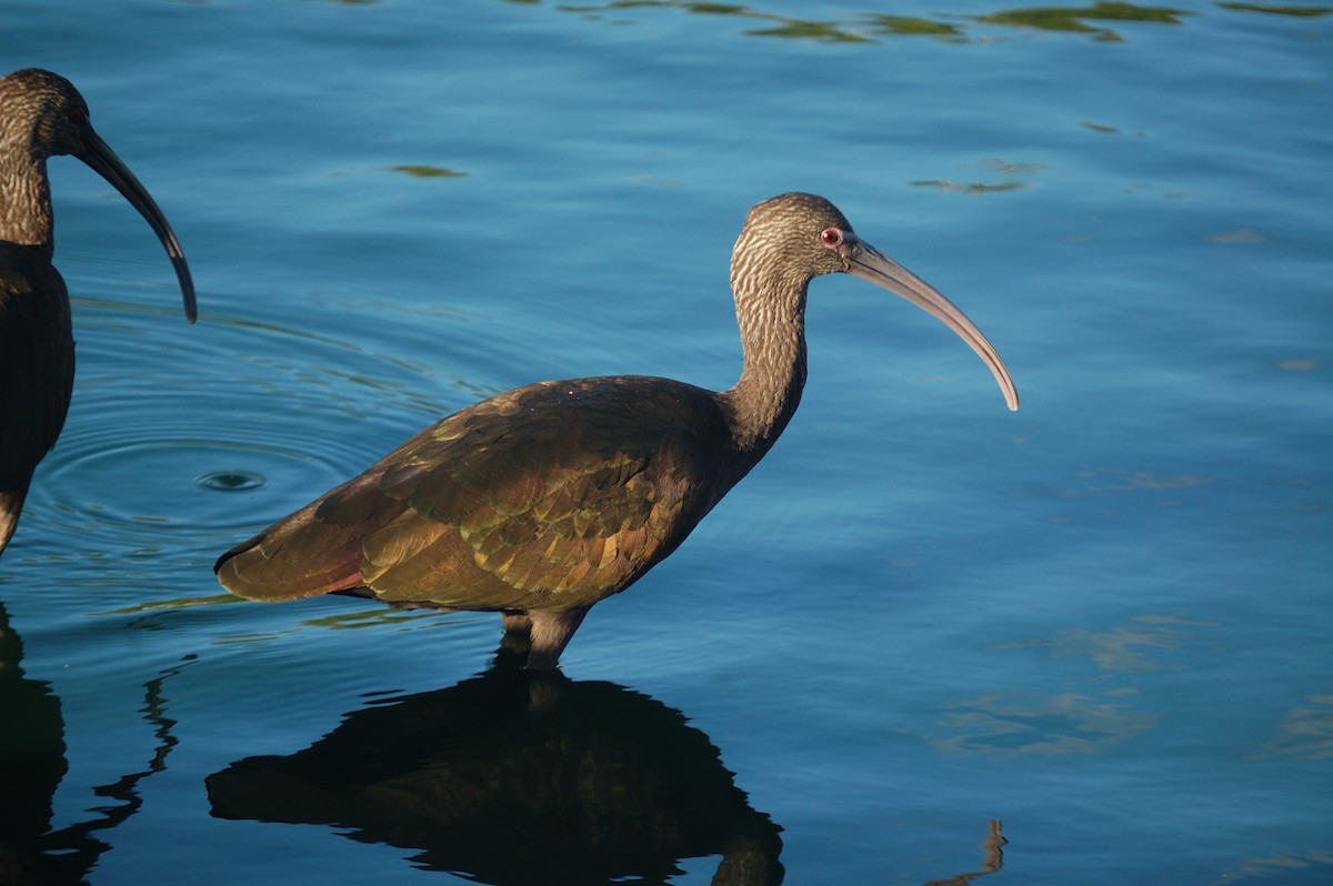 Ibis à face blanche - ML642897502