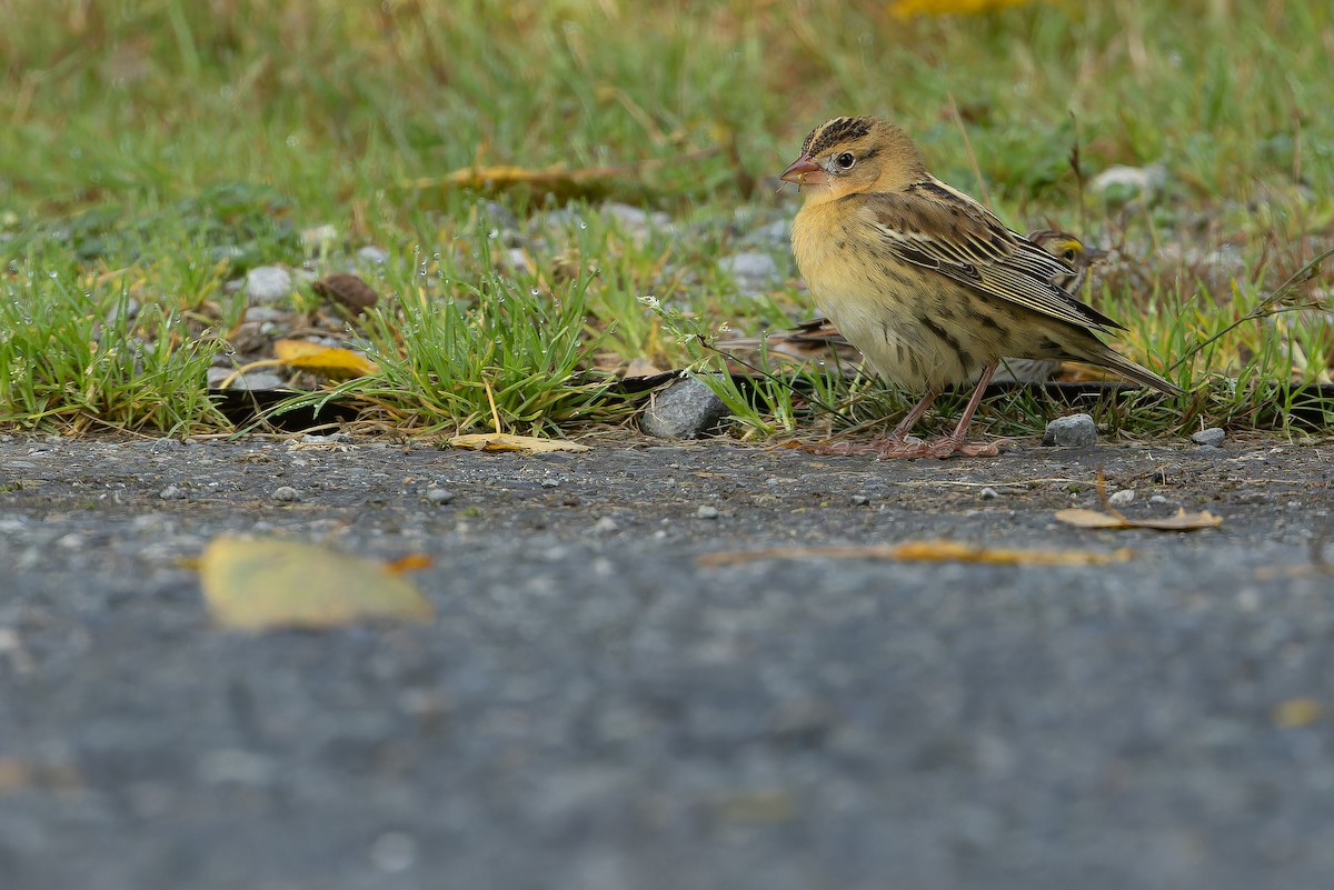 Bobolink - ML642897503