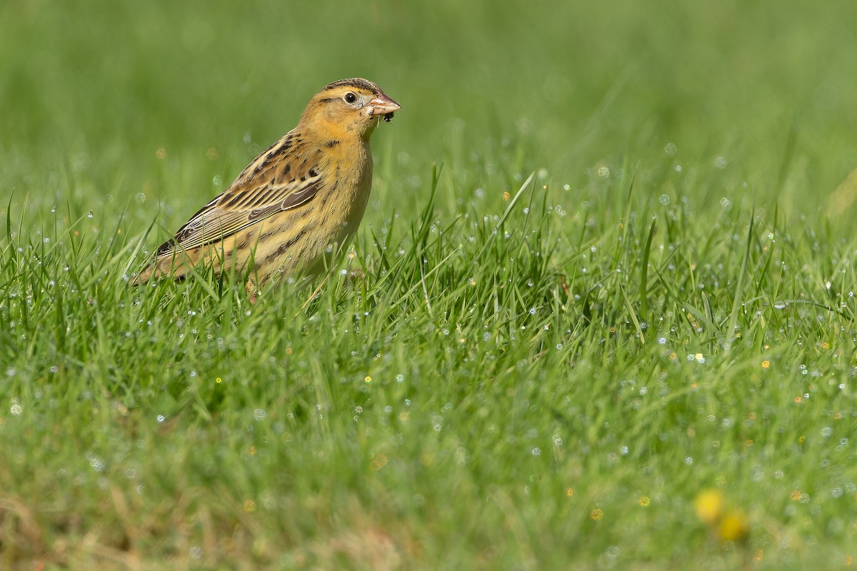 Bobolink - ML642897504