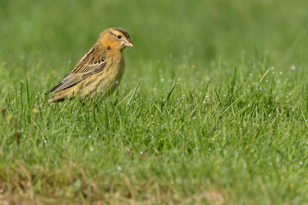 Bobolink - ML642897507