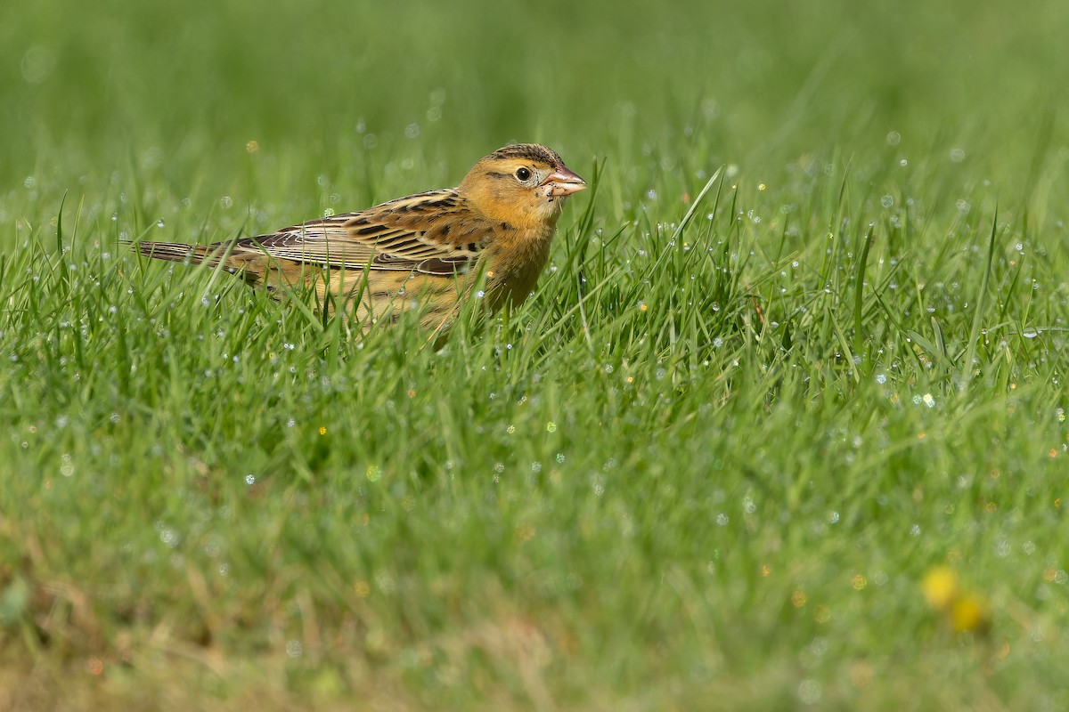 Bobolink - ML642897508